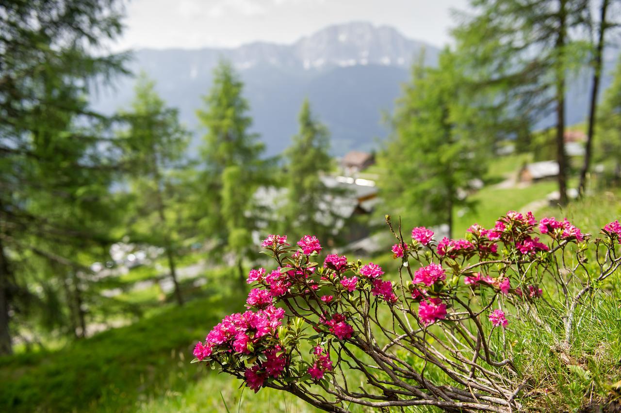 Sattleggers Alpenhof & Feriensternwarte Hotel Greifenburg Ngoại thất bức ảnh